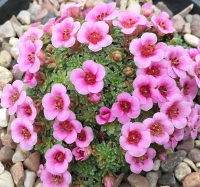 Saxifraga 'Lismore Mist'